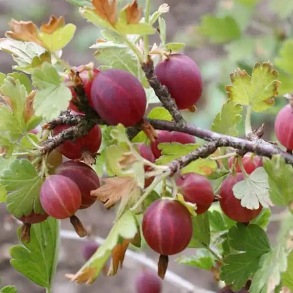 Hinnomaki red (rezisztens) köszmétető